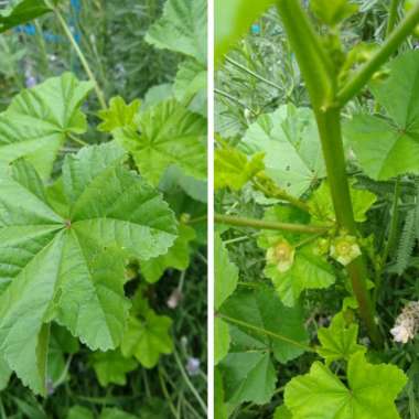 Malva Neglecta