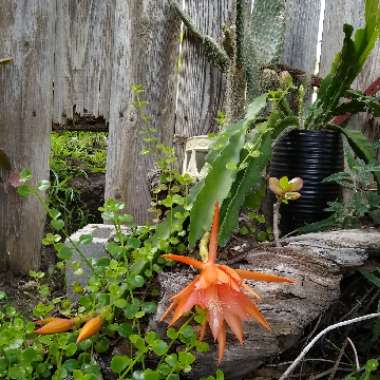 Epiphyllum