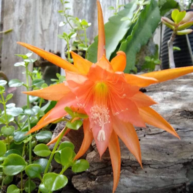 plant image 1255174 plant image 1255174