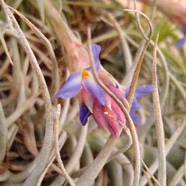 Tillandsia bergeri