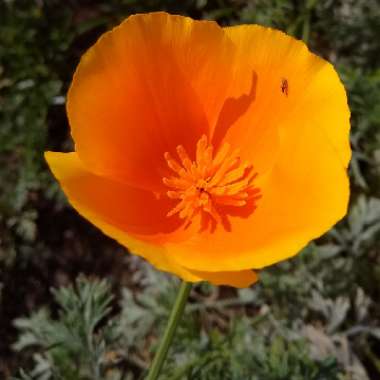 Eschscholzia californica