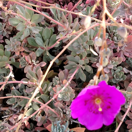 plant image 126332 plant image 126332