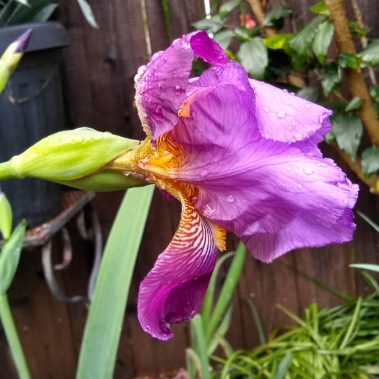 plant image 1265487