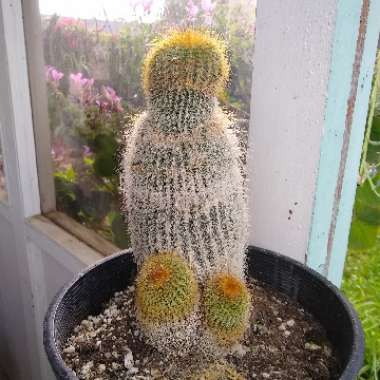 Parodia leninghausii