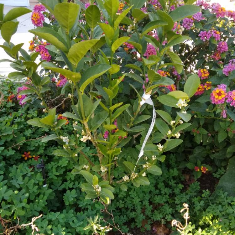 plant image 1266347
