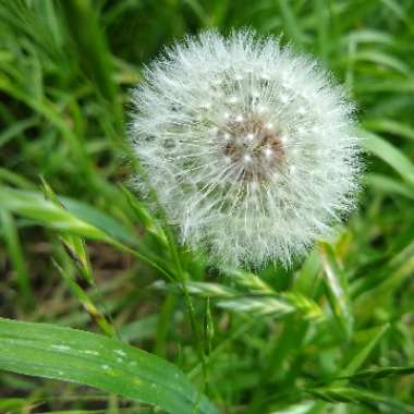 Taraxacum officinale