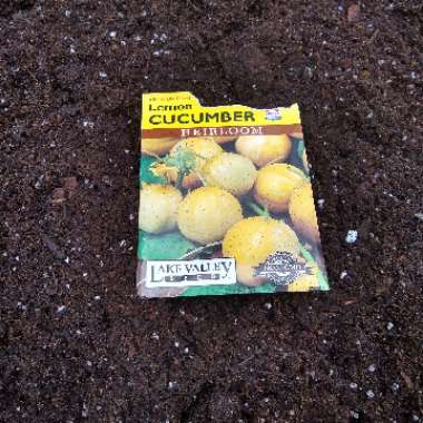 Cucumis Sativus 'Lemon '