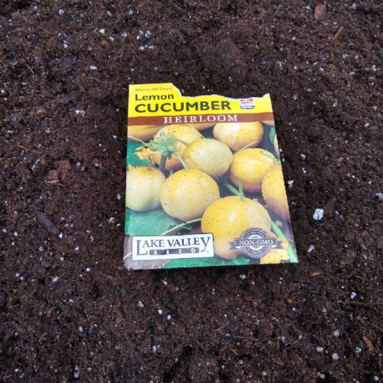 plant image 1274867 plant image 1274867