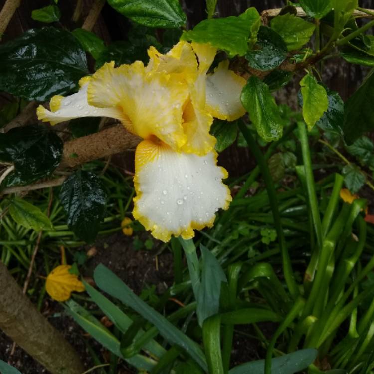 plant image 1276554 plant image 1276554