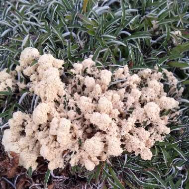 Fuligo septica