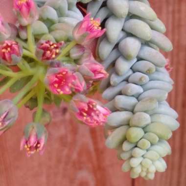 Sedum Burrito