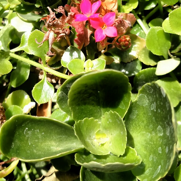 plant image 128219