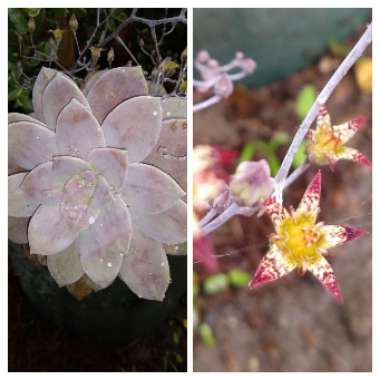 Graptopetalum Superbum