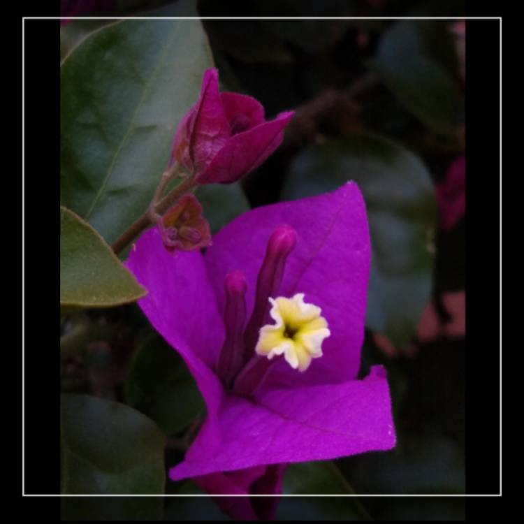 Plant image Bougainvillea x buttiana 'Barbara Karst'