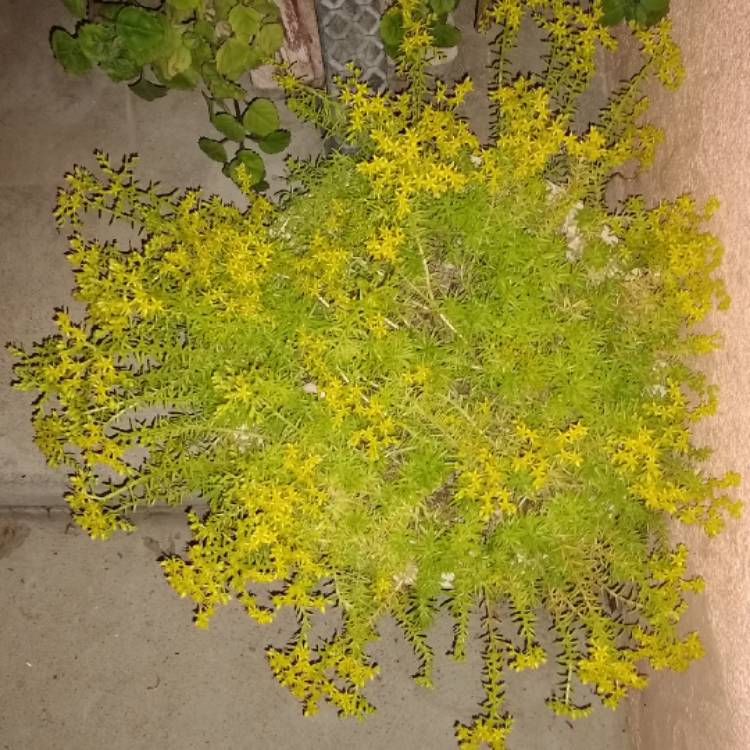plant image 1288533