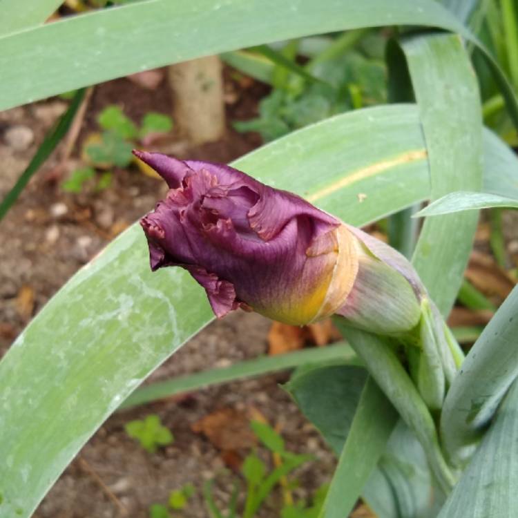 plant image 1296007