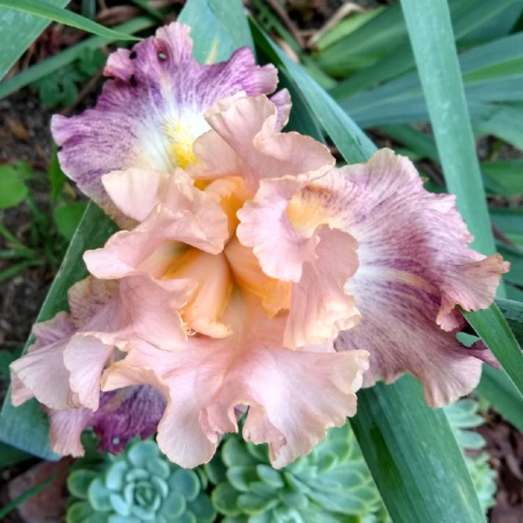 plant image 1296821