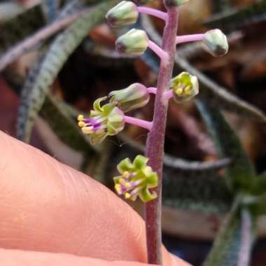 Ledebouria socialis syn. Scilla violaceum