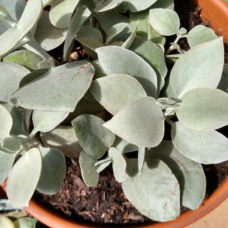 plant image 131532