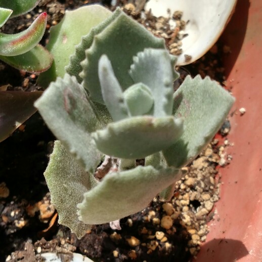 plant image 131582