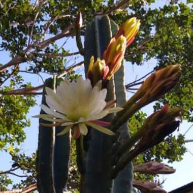 Cereus repandus syn. Cereus peruvianus
