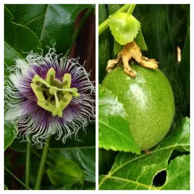 Passiflora edulis
