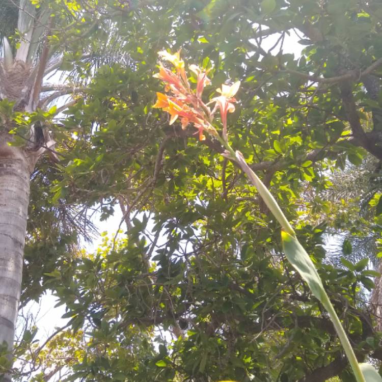 plant image 1345981