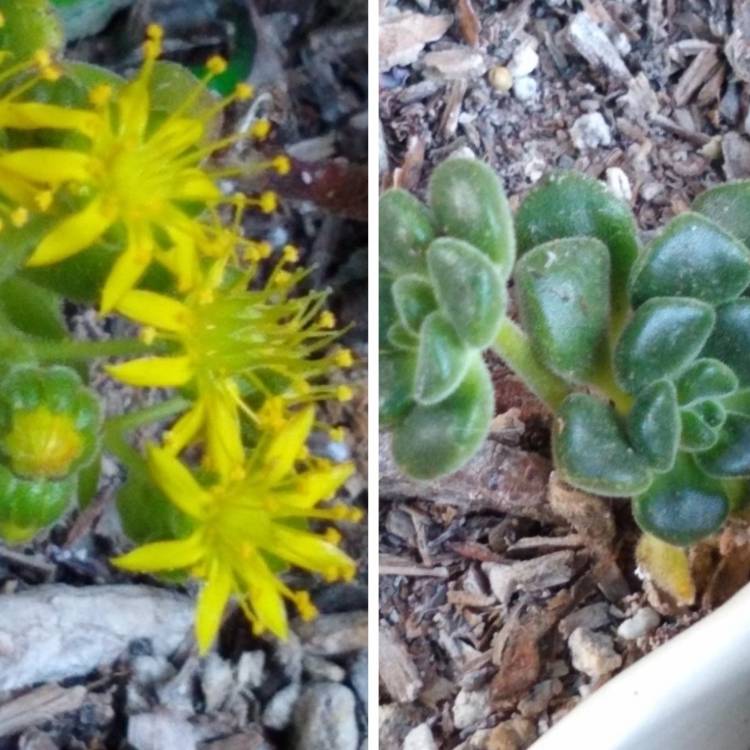 Plant image Aeonium Lindleyi v. Lindleyi