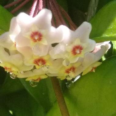 Hoya Carnosa