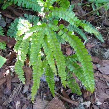 Asplenium trichomanes