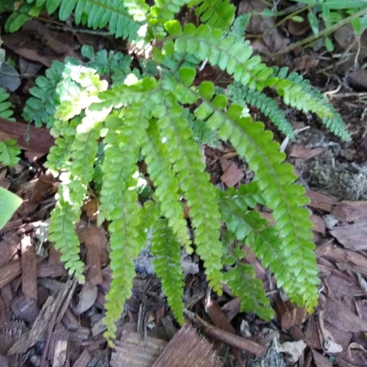 plant image 1371693