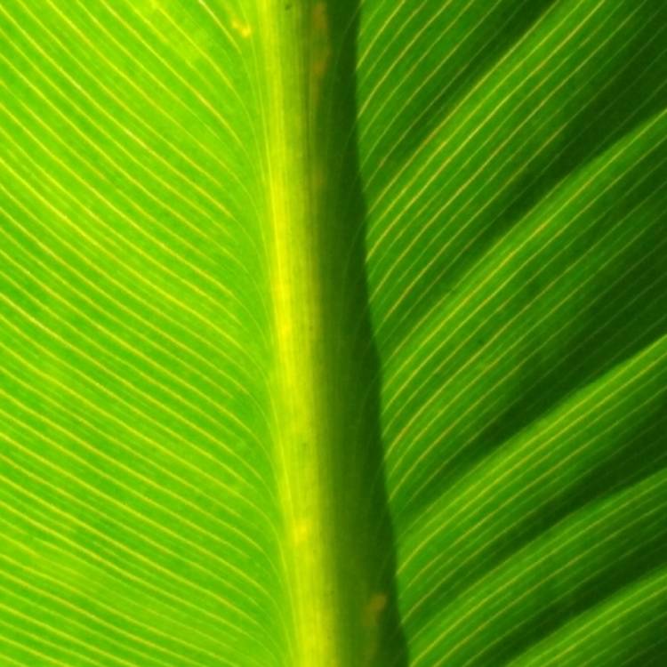plant image 1371779