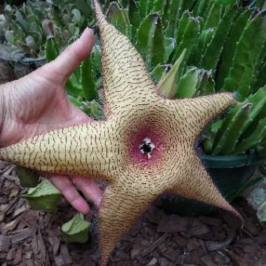 Stapelia gigantea