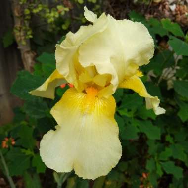 Iris x germanica