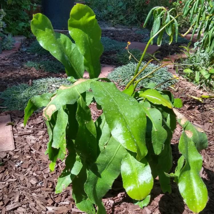 Plant image Epiphyllum oxypetalum
