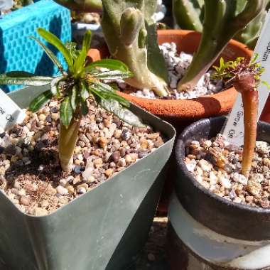 Pachypodium lamerei