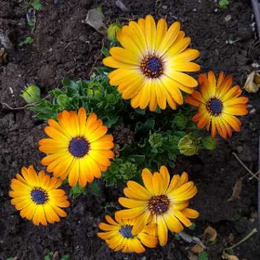 Osteospermum