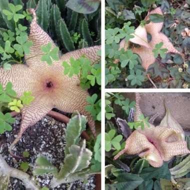 Stapelia gigantea