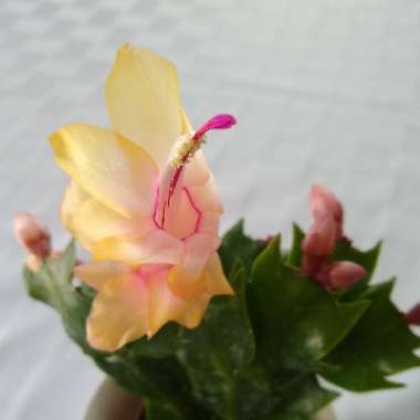 Schlumbergera truncata