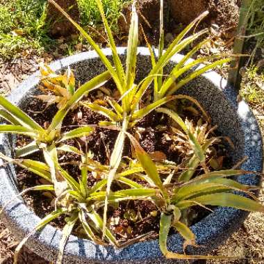 Ananas comosus