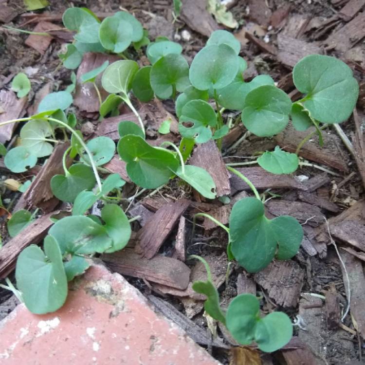 Plant image Dichondra repens