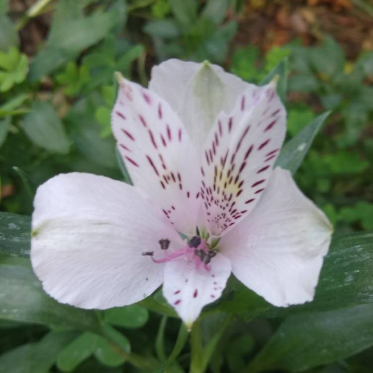 plant image 1424035