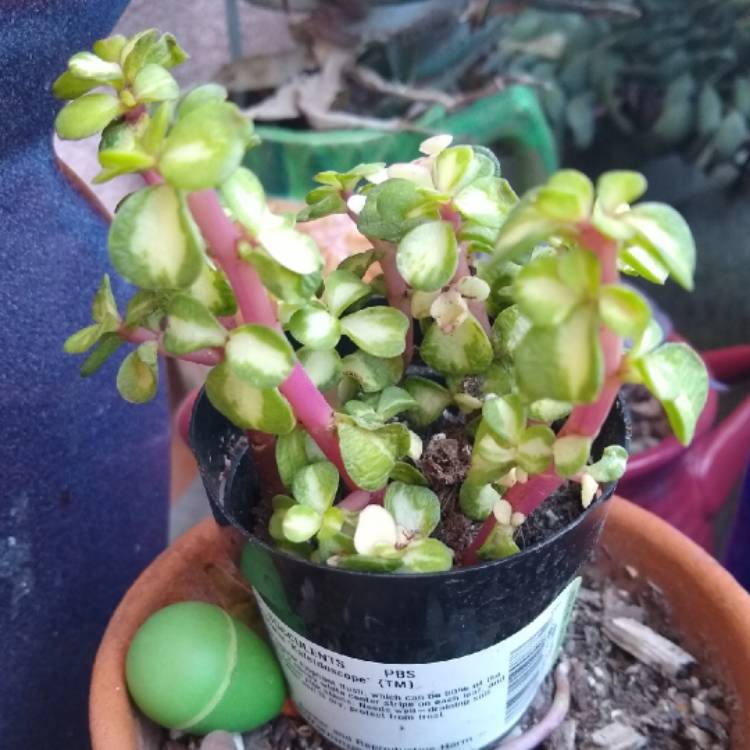 Plant image Portulacaria Afra 'Medio-picta'