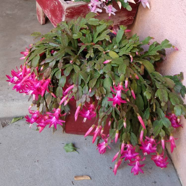 plant image 1427142