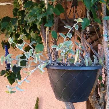 Tradescantia sillamontana