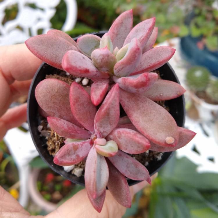 Plant image Pachyveria