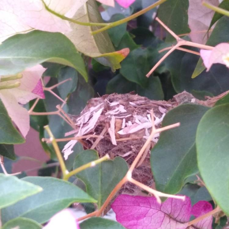 plant image 1451146