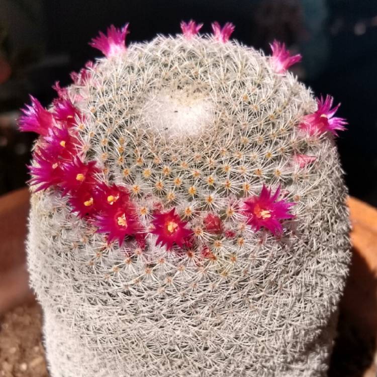 Plant image Mammillaria matudae