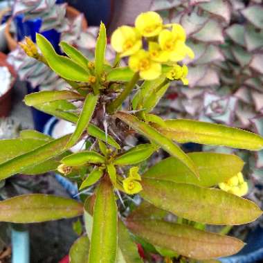 Euphorbia milii