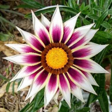 Gazania 'Tiger Stripes Mixed'